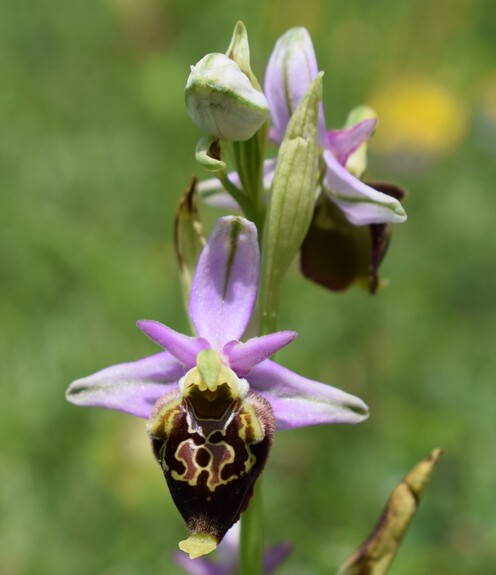 Le entusiasmanti fioriture di Monte Nerone (Appennino Umbro-Marchigiano)