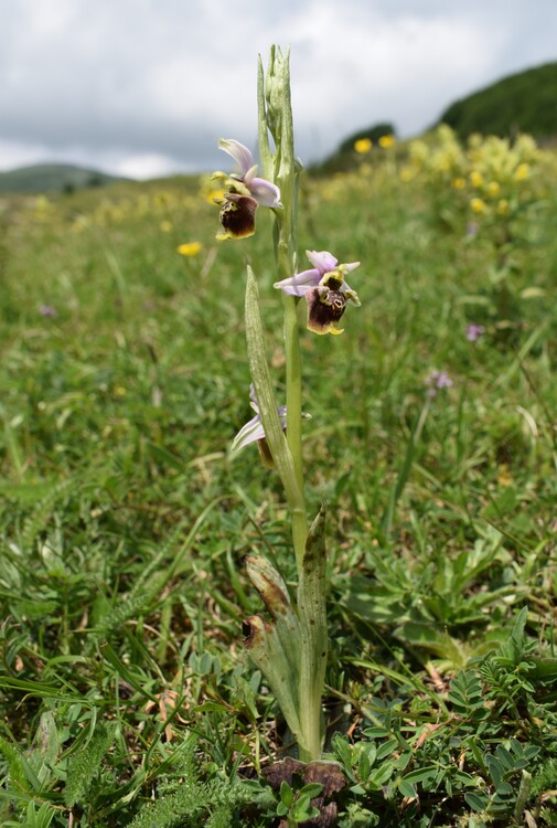 Le entusiasmanti fioriture di Monte Nerone (Appennino Umbro-Marchigiano)