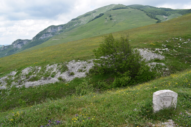 Le entusiasmanti fioriture di Monte Nerone (Appennino Umbro-Marchigiano)