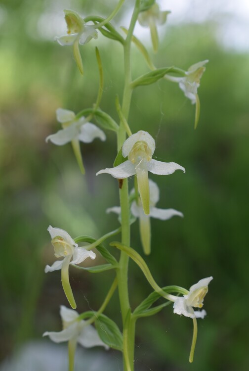 Le entusiasmanti fioriture di Monte Nerone (Appennino Umbro-Marchigiano)