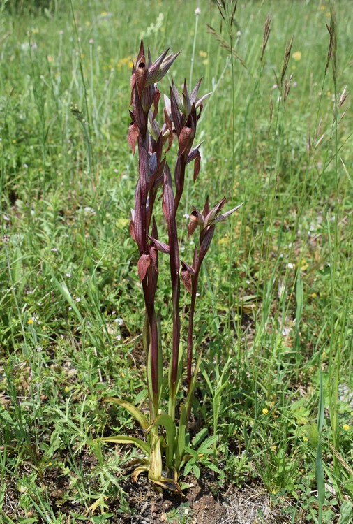 Le entusiasmanti fioriture di Monte Nerone (Appennino Umbro-Marchigiano)