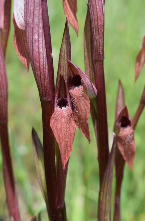 Le entusiasmanti fioriture di Monte Nerone (Appennino Umbro-Marchigiano)