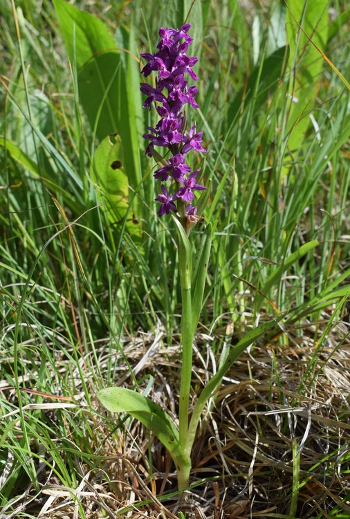 Dactylorhiza ruppertii (Alpi Cozie)