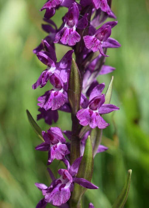 Dactylorhiza ruppertii (Alpi Cozie)