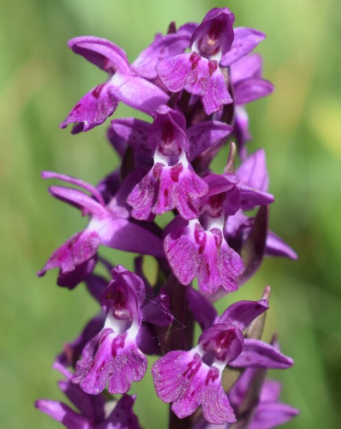 Dactylorhiza ruppertii (Alpi Cozie)