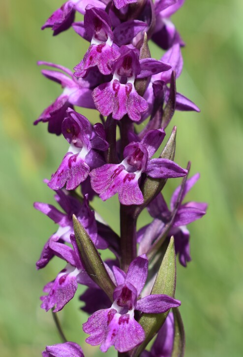 Dactylorhiza ruppertii (Alpi Cozie)