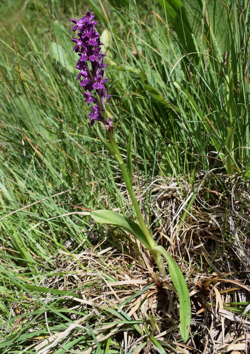 Dactylorhiza ruppertii (Alpi Cozie)