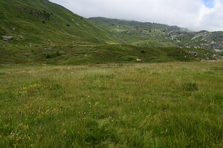 Gli ibridi di Passo Sempione (Canton Vallese, Svizzera)