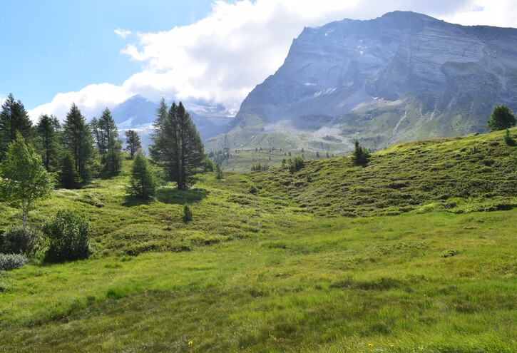 Gli ibridi di Passo Sempione (Canton Vallese, Svizzera)