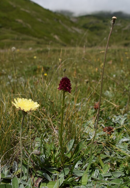 Gli ibridi di Passo Sempione (Canton Vallese, Svizzera)