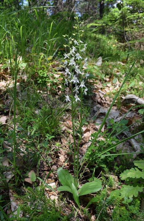 Lusus atavistico di Platanthera bifolia (Altopiano dell''Argentario, Trentino-Alto Adige)