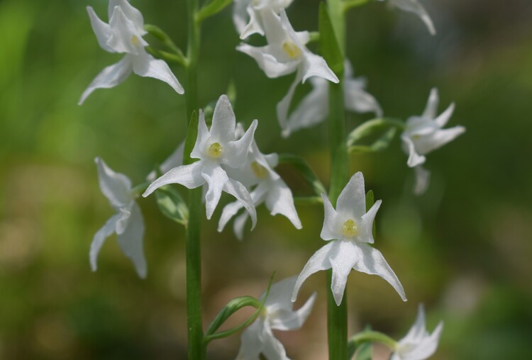 Lusus atavistico di Platanthera bifolia (Altopiano dell''Argentario, Trentino-Alto Adige)