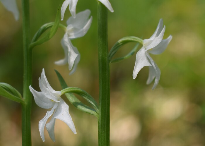 Lusus atavistico di Platanthera bifolia (Altopiano dell''Argentario, Trentino-Alto Adige)