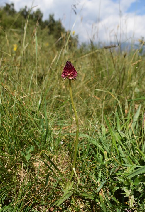 Le Nigritella multicolore dell''Altopiano della Paganella (Trentino-Alto Adige)