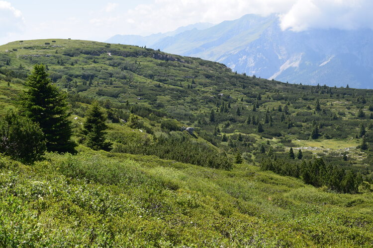 Le Nigritella multicolore dell''Altopiano della Paganella (Trentino-Alto Adige)