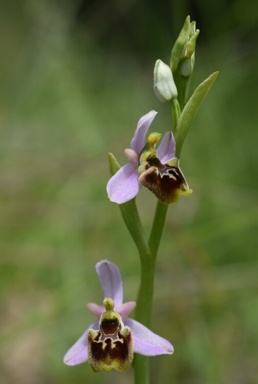 Ophrys tetraloniae a gog! (Val di Taro e Val Ceno, Appennino Parmense)