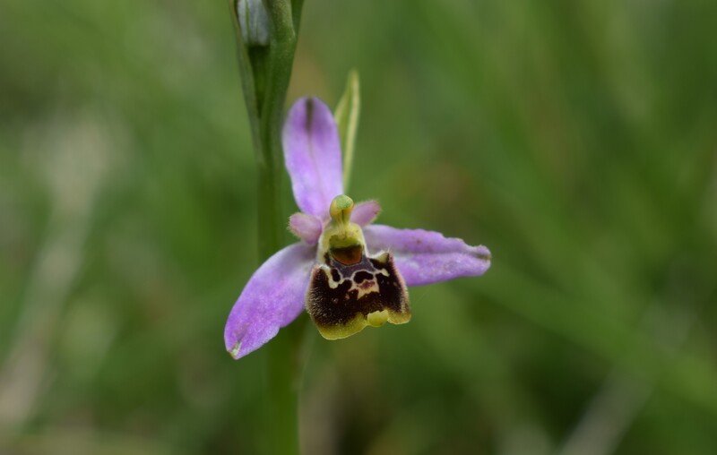 Ophrys tetraloniae a gog! (Val di Taro e Val Ceno, Appennino Parmense)