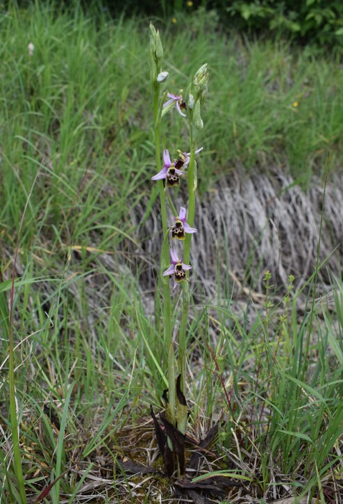 Ophrys tetraloniae a gog! (Val di Taro e Val Ceno, Appennino Parmense)