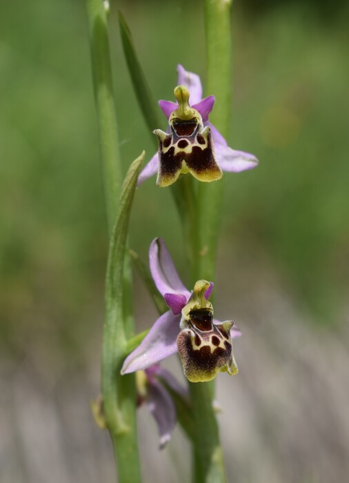 Ophrys tetraloniae a gog! (Val di Taro e Val Ceno, Appennino Parmense)