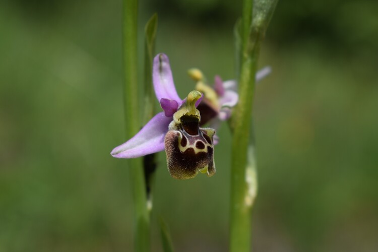 Ophrys tetraloniae a gog! (Val di Taro e Val Ceno, Appennino Parmense)