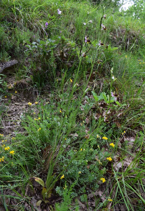 Ophrys tetraloniae a gog! (Val di Taro e Val Ceno, Appennino Parmense)