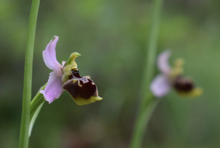 Ophrys tetraloniae a gog! (Val di Taro e Val Ceno, Appennino Parmense)