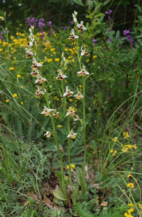 Ophrys tetraloniae a gog! (Val di Taro e Val Ceno, Appennino Parmense)