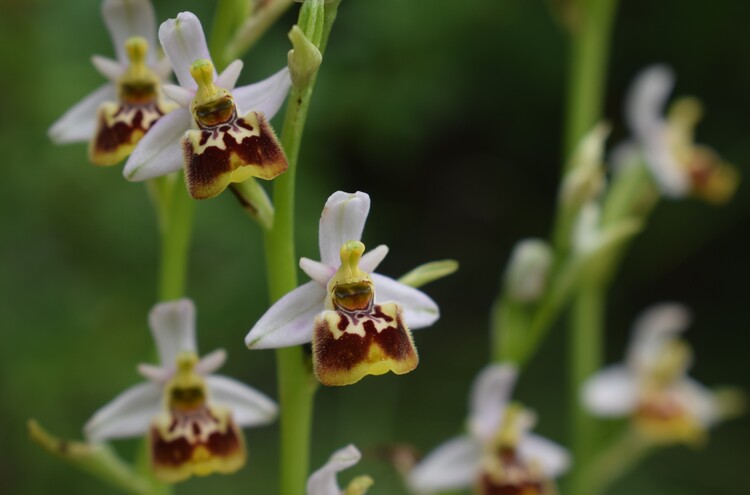 Ophrys tetraloniae a gog! (Val di Taro e Val Ceno, Appennino Parmense)