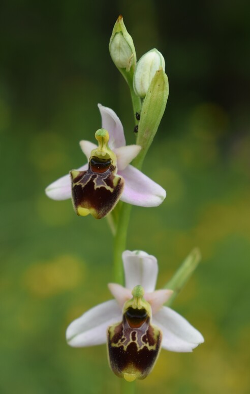 Ophrys tetraloniae a gog! (Val di Taro e Val Ceno, Appennino Parmense)