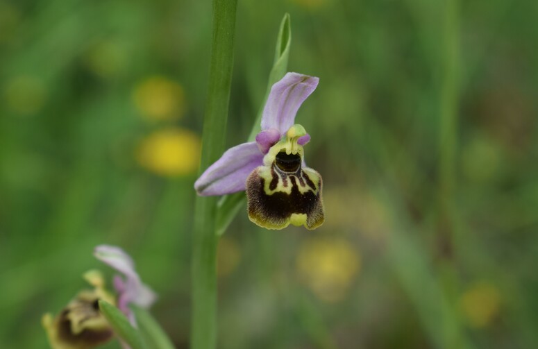 Ophrys tetraloniae a gog! (Val di Taro e Val Ceno, Appennino Parmense)