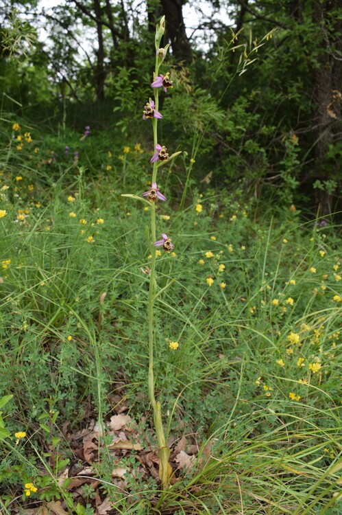 Ophrys tetraloniae a gog! (Val di Taro e Val Ceno, Appennino Parmense)