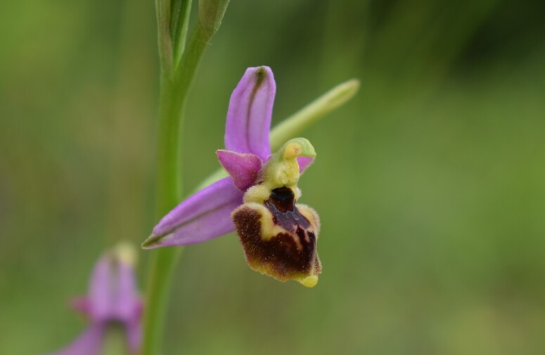 Ophrys tetraloniae a gog! (Val di Taro e Val Ceno, Appennino Parmense)