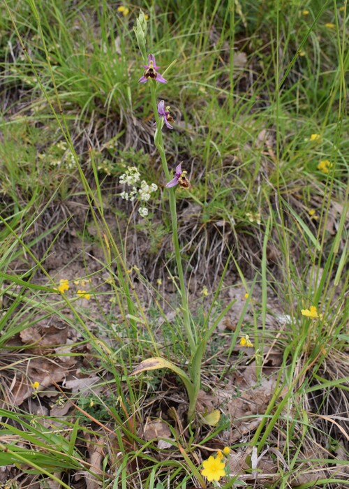 Ophrys tetraloniae a gog! (Val di Taro e Val Ceno, Appennino Parmense)