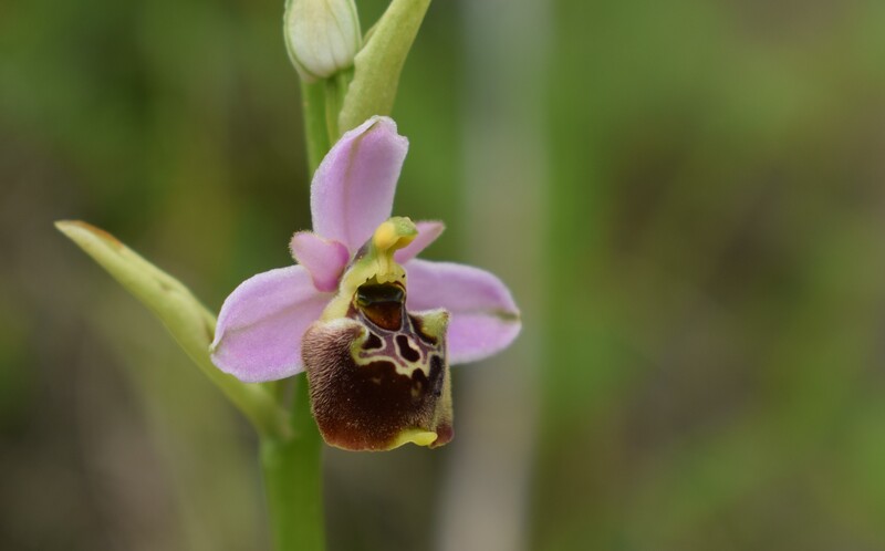 Ophrys tetraloniae a gog! (Val di Taro e Val Ceno, Appennino Parmense)