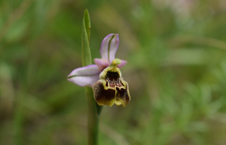 Ophrys tetraloniae a gog! (Val di Taro e Val Ceno, Appennino Parmense)