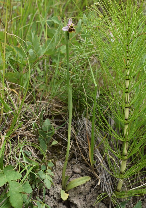 Ophrys tetraloniae a gog! (Val di Taro e Val Ceno, Appennino Parmense)