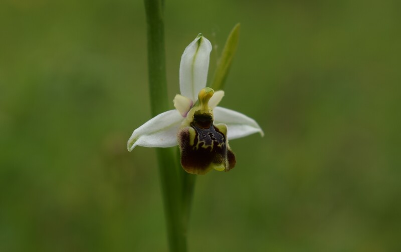 Ophrys tetraloniae a gog! (Val di Taro e Val Ceno, Appennino Parmense)