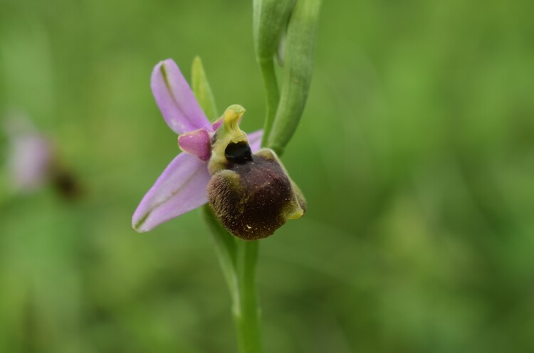 Ophrys tetraloniae a gog! (Val di Taro e Val Ceno, Appennino Parmense)