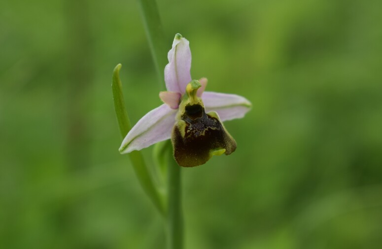 Ophrys tetraloniae a gog! (Val di Taro e Val Ceno, Appennino Parmense)