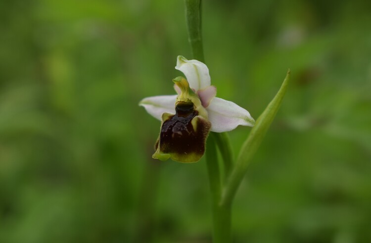 Ophrys tetraloniae a gog! (Val di Taro e Val Ceno, Appennino Parmense)