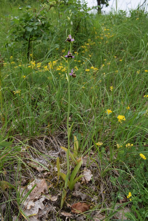 Ophrys tetraloniae a gog! (Val di Taro e Val Ceno, Appennino Parmense)