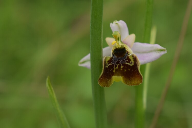 Ophrys tetraloniae a gog! (Val di Taro e Val Ceno, Appennino Parmense)