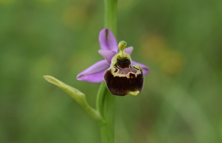 Ophrys tetraloniae a gog! (Val di Taro e Val Ceno, Appennino Parmense)