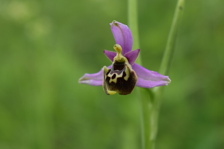 Ophrys tetraloniae a gog! (Val di Taro e Val Ceno, Appennino Parmense)