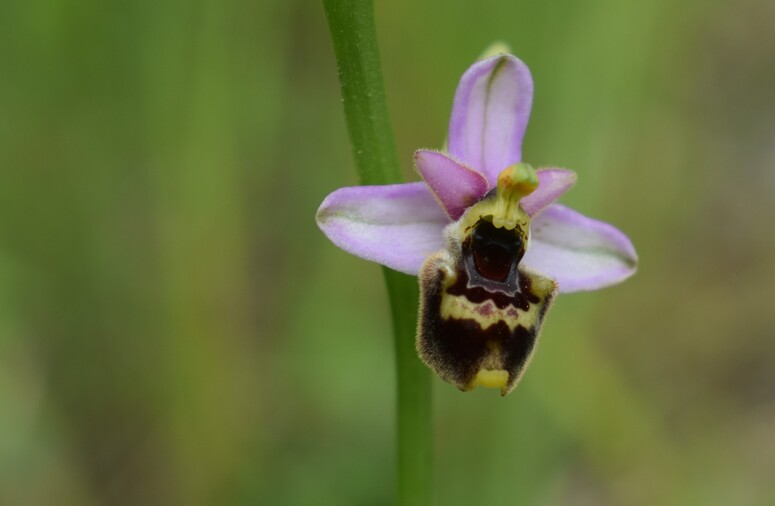 Ophrys tetraloniae a gog! (Val di Taro e Val Ceno, Appennino Parmense)