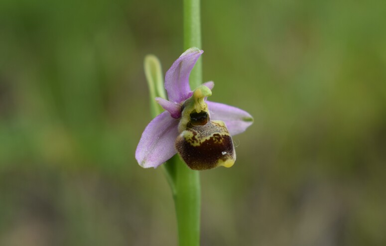 Ophrys tetraloniae a gog! (Val di Taro e Val Ceno, Appennino Parmense)