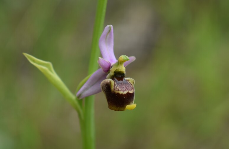 Ophrys tetraloniae a gog! (Val di Taro e Val Ceno, Appennino Parmense)