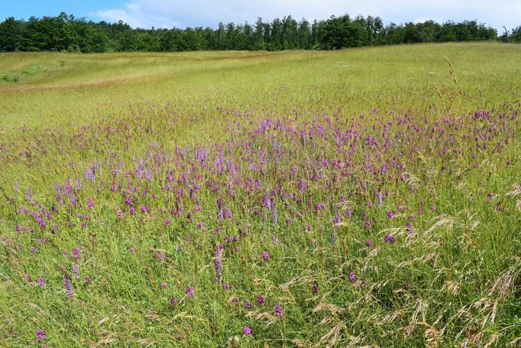 Ophrys tetraloniae a gog! (Val di Taro e Val Ceno, Appennino Parmense)