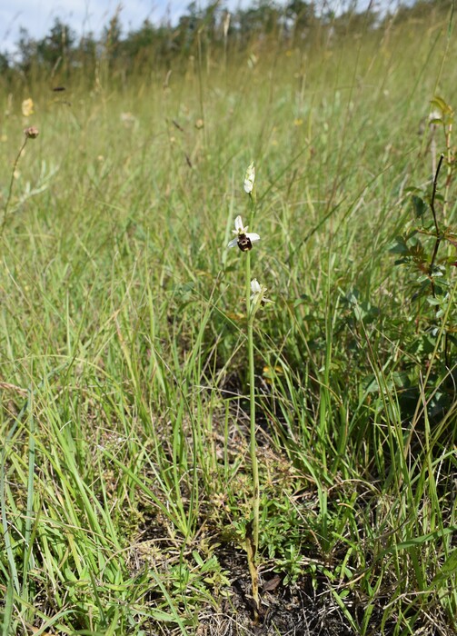 Ophrys tetraloniae a gog! (Val di Taro e Val Ceno, Appennino Parmense)