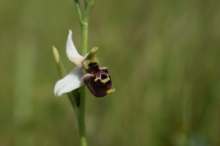 Ophrys tetraloniae a gog! (Val di Taro e Val Ceno, Appennino Parmense)